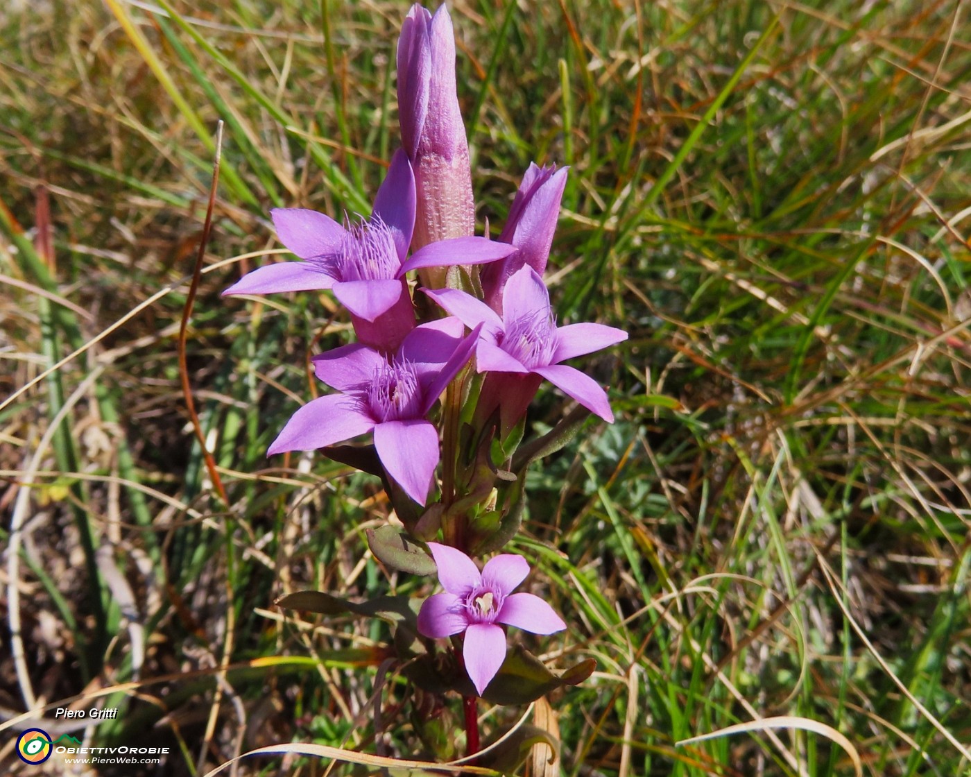 34 Gentianella anisodonta - Genzianella anisodonta baciata dal sole.JPG